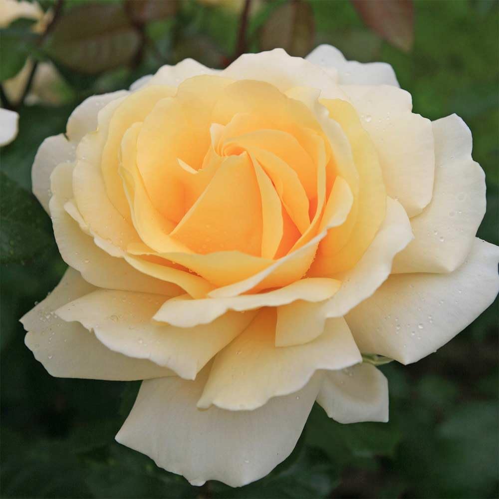 Amazon.com : Heirloom Hybrid Tea Roses, Live Own Root Plant